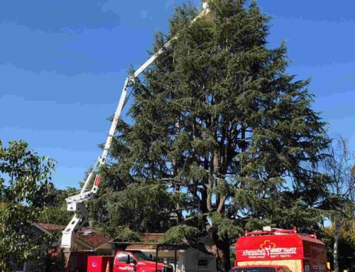 How Crane Truck Services Enable Large-Scale Tree Transplanting and Landscaping Projects